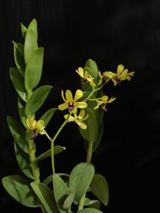 Dendrobium Cenderawasih