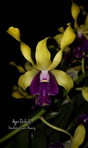 Dendrobium Sutri Beauty