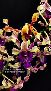 Dendrobium Sutri Beauty