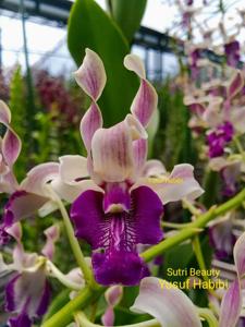 Dendrobium Sutri Beauty