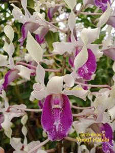 Dendrobium Sutri Beauty