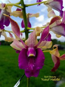 Dendrobium Sutri Beauty