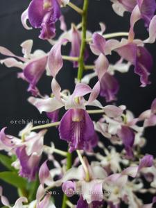 Dendrobium Sutri Beauty