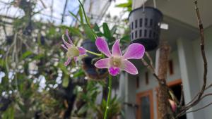 Dendrobium Diyan Suadiyah