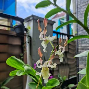 Dendrobium Cakra Beauty