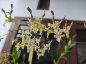 Dendrobium Cakra Beauty