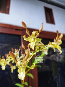 Dendrobium Cakra Beauty