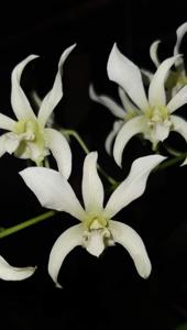 Dendrobium Kirana