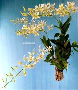 Dendrobium Kirana