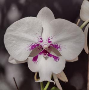 Phalaenopsis Bill Zimmerman