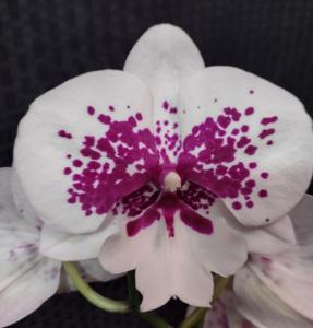 Phalaenopsis Bill Zimmerman