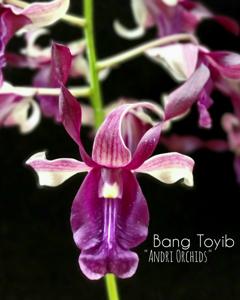 Dendrobium Bang Toyib