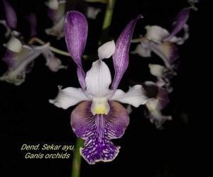 Dendrobium Sekar Ayu