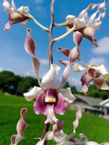 Dendrobium Dewi Fortuna