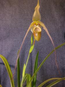 Phragmipedium Memoria Neil Jensen