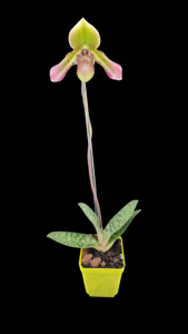 Paphiopedilum Sam Tsui