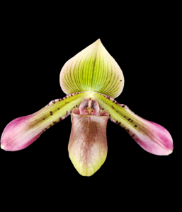 Paphiopedilum Sam Tsui