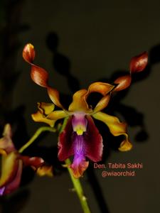 Dendrobium Tabita Sakhi