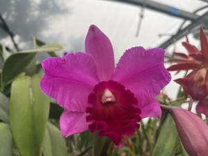 <i>Rhyncholaeliocattleya</i> Exotic Pink Cupid