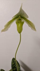 Paphiopedilum Chiara's Promise