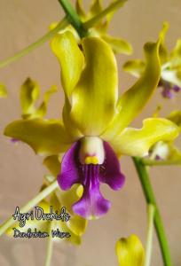 Dendrobium Wisnu