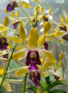 Dendrobium Wisnu