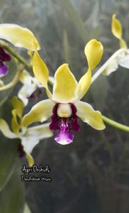 Dendrobium Wisnu