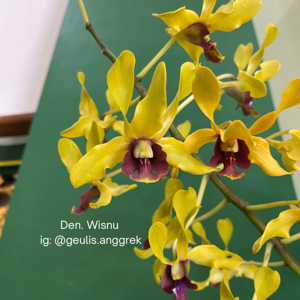 Dendrobium Wisnu