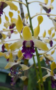 Dendrobium Wisnu