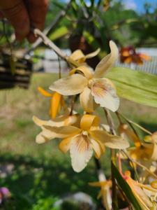 Dendrobium Peach Bellini