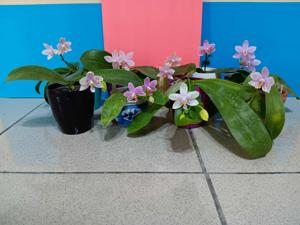 Phalaenopsis Wamei Sinjyu