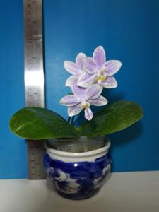 Phalaenopsis Wamei Sinjyu