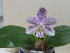 Phalaenopsis Wamei Sinjyu