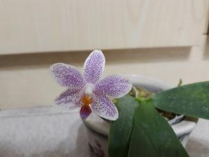 Phalaenopsis Wamei Sinjyu