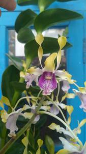 Dendrobium Garuda Emas