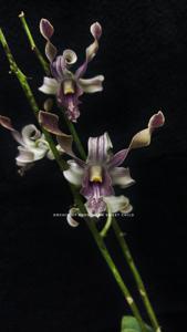 Dendrobium Sweet Child