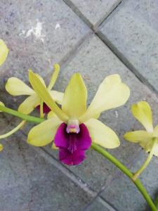 Dendrobium Idul Fitri