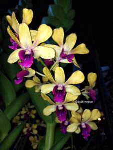 Dendrobium Idul Fitri