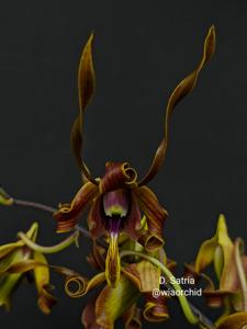 Dendrobium Satria