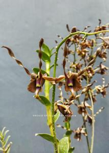 Dendrobium Satria