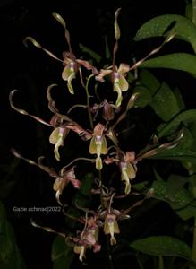 Dendrobium Satria