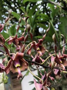 Dendrobium Satria