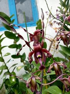 Dendrobium Satria