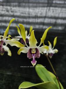 Dendrobium Majapahit