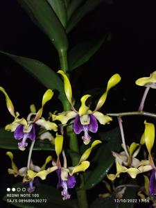 Dendrobium Majapahit