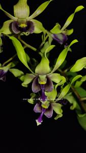 Dendrobium Majapahit