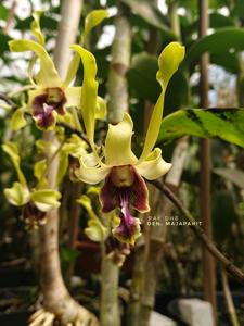 Dendrobium Majapahit