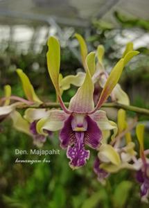 Dendrobium Majapahit