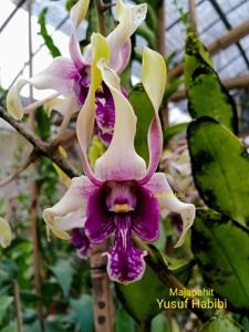 Dendrobium Majapahit