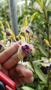 Dendrobium Majapahit